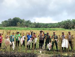 Panen Jagung Hebrida, Polsek Mukok Komitmen Dukung Program Ketahanan Pangan Bersama Petani