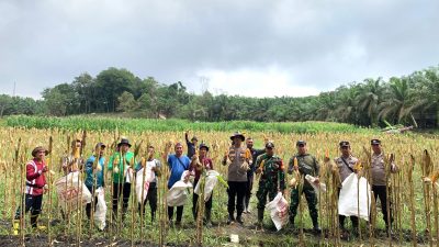 Panen Jagung Hebrida, Polsek Mukok Komitmen Dukung Program Ketahanan Pangan Bersama Petani