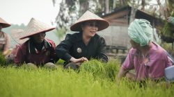 Sanggau Jadi Contoh Gerakan Tanam Padi Serentak, Dukung Swasembada Pangan Nasional