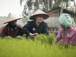 Sanggau Jadi Contoh Gerakan Tanam Padi Serentak, Dukung Swasembada Pangan Nasional